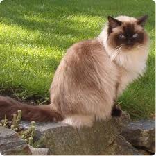 Ragdoll