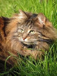 gato norueguês da floresta