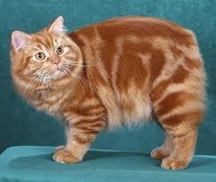 cymric