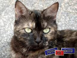 British escama de tartaruga